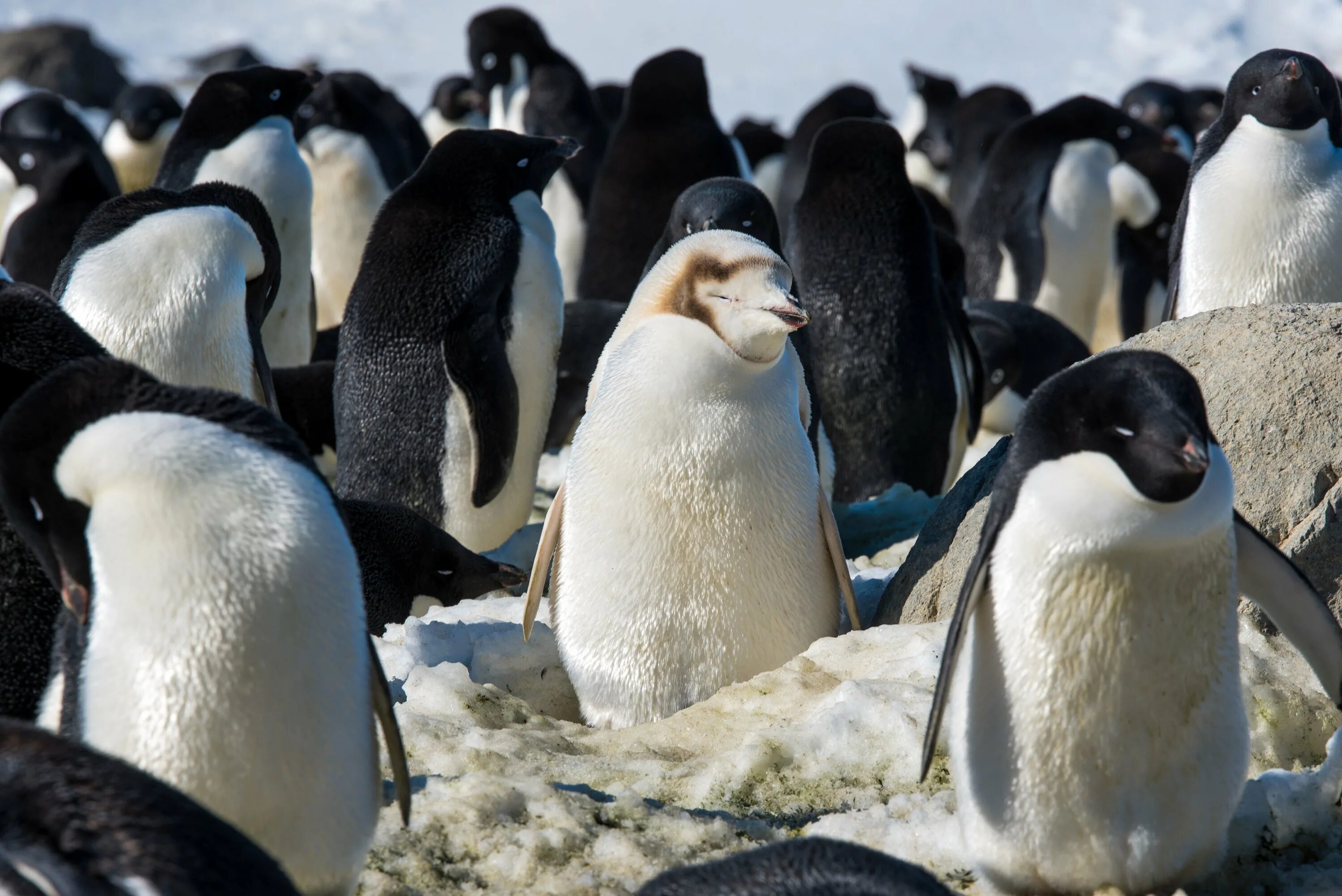 Пингвины в Антарктиде. Императорский Пингвин альбинос. Императорский Пингвин в Антарктиде. Антарктический Пингвин , в Антарктиде ..