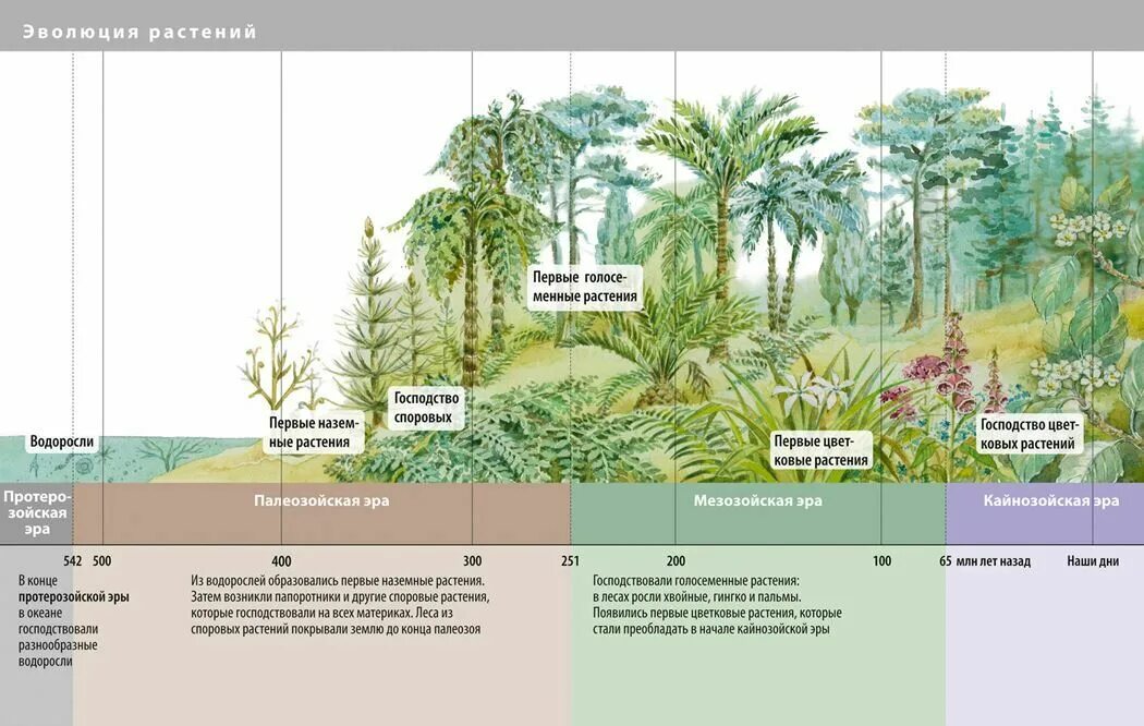 Схема эволюционного развития растений. Эволюция. Растения. Этапы эволюции растений. Список наземных растений