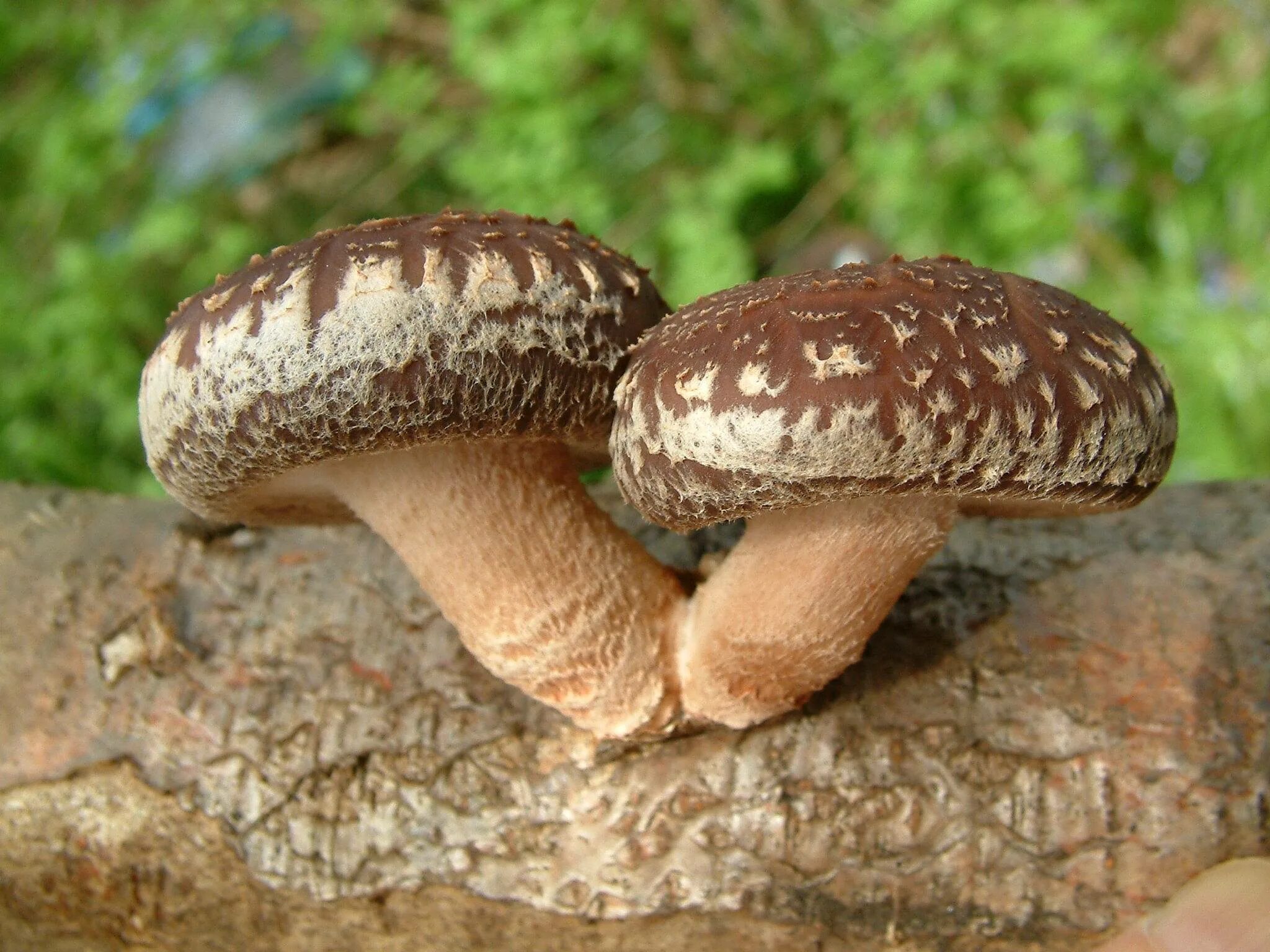 Шиитаки польза. Шиитаке Lentinula edodes. Шиитаке Shiitake (Lentinula edodes). Шиитаке съедобные грибы. Грибы японские шитаки.