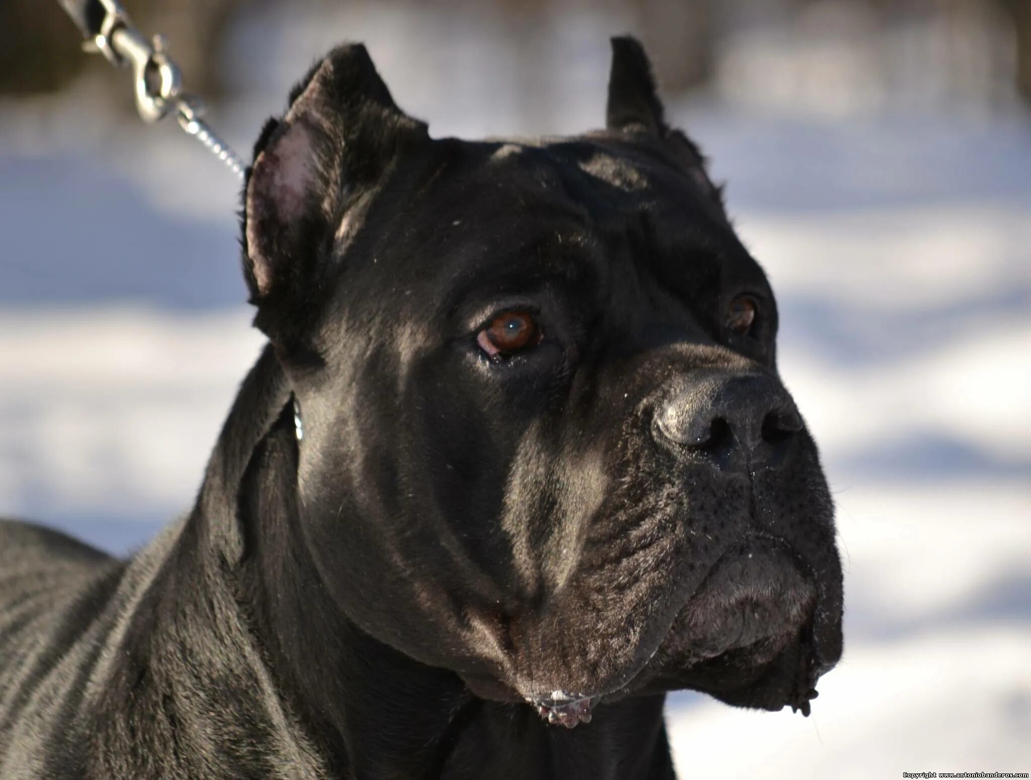 итальянская порода кане корсо девочка. кане корсо 7 месяцев. щенок кане корсо 2 недели. кане корсо 3 месяца. щенок кане корсо 3 месяца.