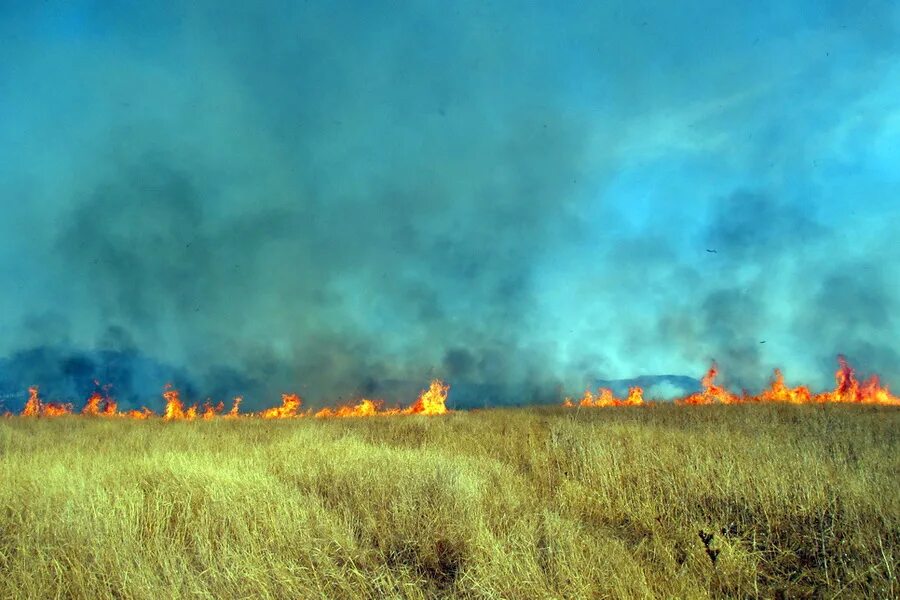 Горящие поля. Огонь трава. Пылающее поле. Пылающее поле. Пылающее поле.