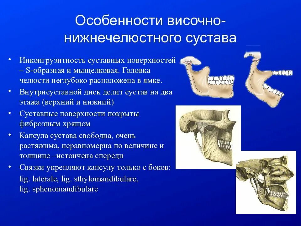 Соединение нижнечелюстной и височных костей. Суставные ямки ВНЧС. Мыщелковый сустав нижней челюсти. Височно-нижнечелюстной сустав форма сустава. Височно-нижнечелюстной сустав топографическая анатомия.