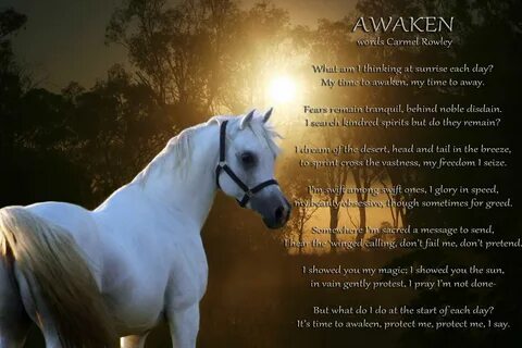 Arabian horse quotes