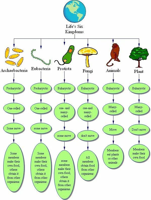 How many plants. Kingdoms Life. Kingdoms of Biology. Kingdoms in Biology. Life Kingdom classification.
