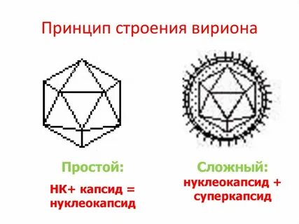 Вирус имеющий простое строение
