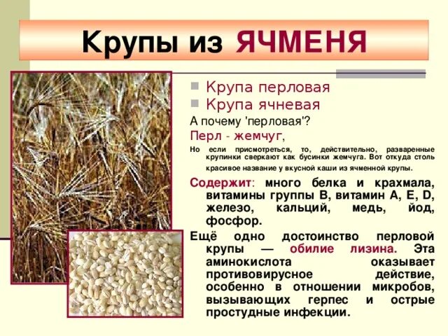 Из какого зерна сделана ячневая крупа. Ячневая крупа из какого злака. ячневая крупа зерновая культура. перловая крупа из какого зерна. ячневая крупа как растет.