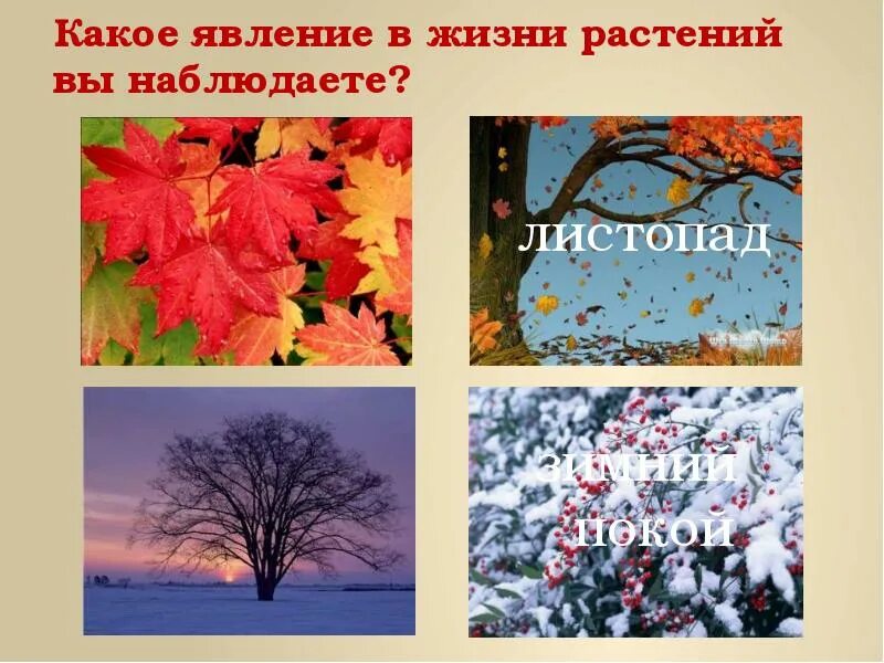 Осенние явления сезонных явлений примеры. Явления жизни растений. сезонные явления в жизни растений и животных. сезонные явления растений. сезонные изменения в жизни растений.