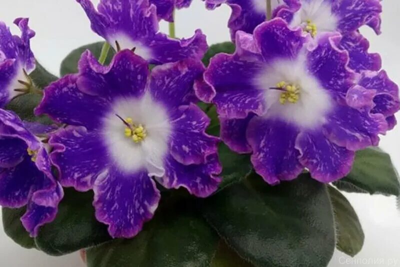 фиалка самоцветы люкс. фиалка уральские самоцветы спорт. сенполия уральские самоцветы. нд уральские самоцветы. нк уральские самоцветы фиалка.