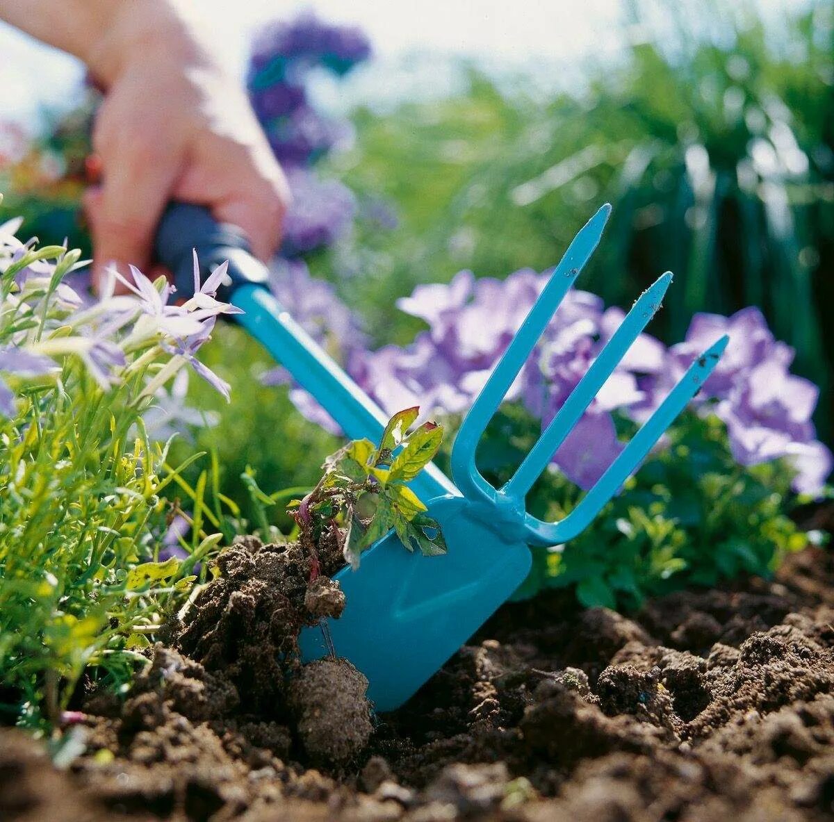 Рыхление декоративных растений. Полив почвы. Сухой поли. Пропалывание сорняков. Сухой поли.