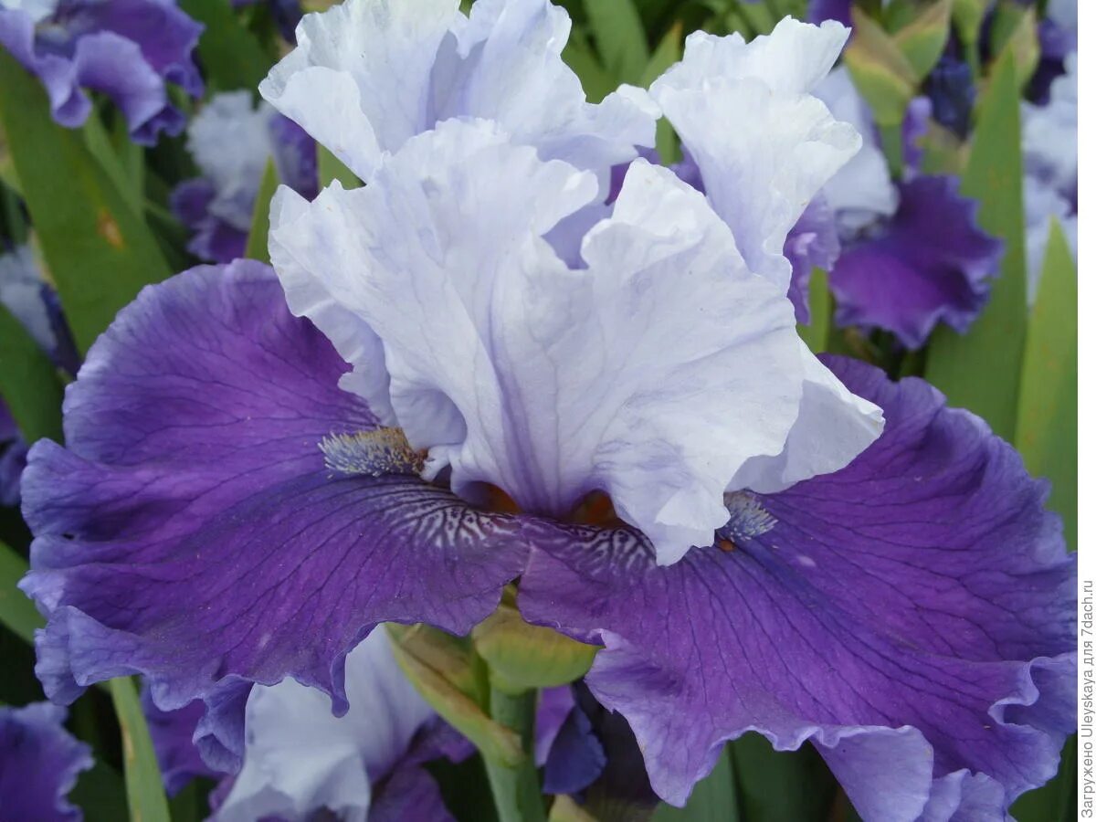 зимостойкость ирисов. ирис бородатый (сорт 'clarence'). ирис бородатый iris barbata. ирис бородатый конджурейшн. ирис сорт solferino.
