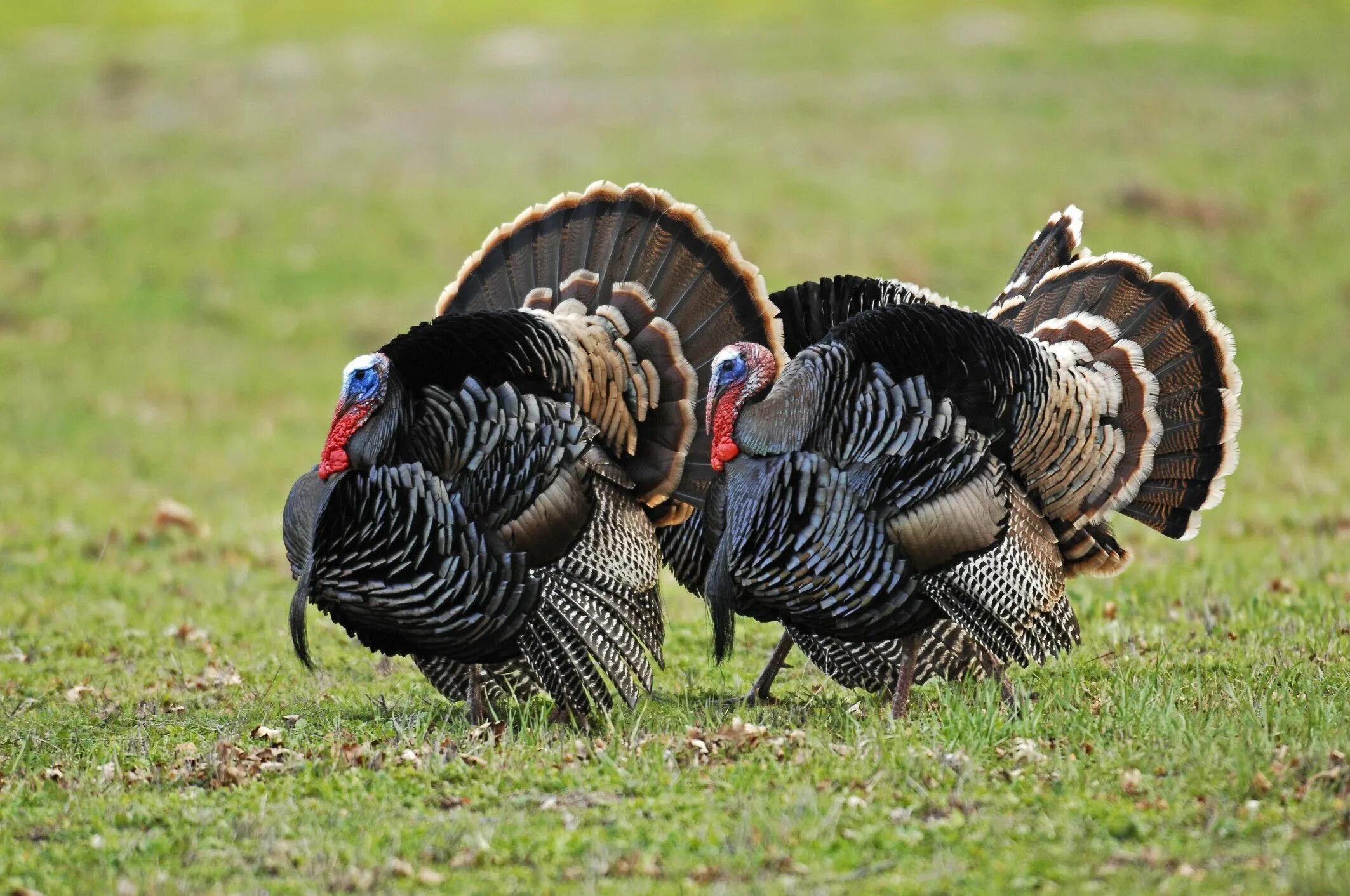 Turkey html. Индейка обыкновенная meleagris gallopavo. Wild Turkey индюк. Индюк семейство фазановые. Североамериканская Дикая индейка.