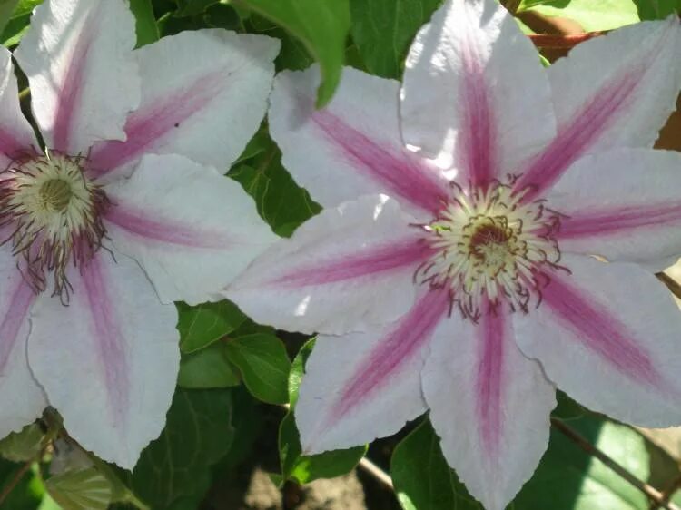 Клематис Андромеда. Клематис Clematis Andromeda. Клематис Андромеда (Andromeda). Клематис Андромеда махровый. Клематис сорт андромеда фото