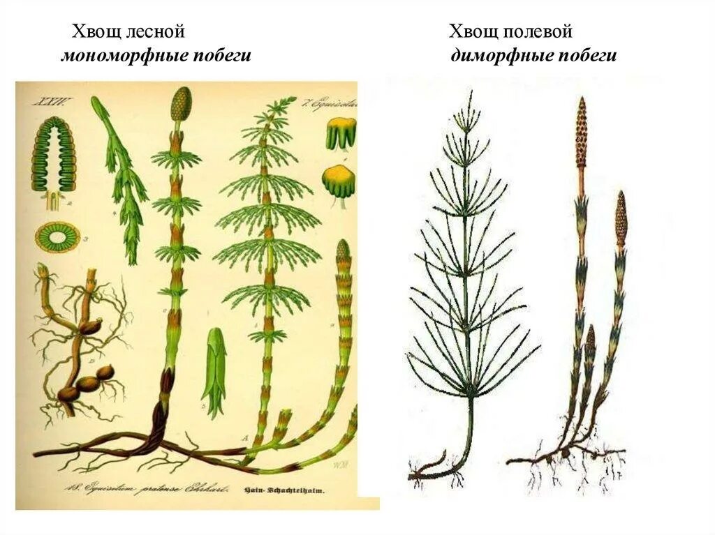 Хвощ полевой и хвощ Лесной. Хвощ Луговой Хвощевидные. Хвощ болотный хвощ полевой. Весенний побег хвоща лесного. Хвощеобразные растения