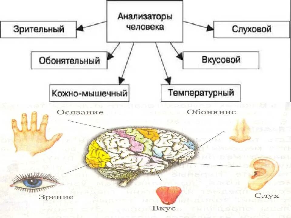 Анализаторы человека 8 класс