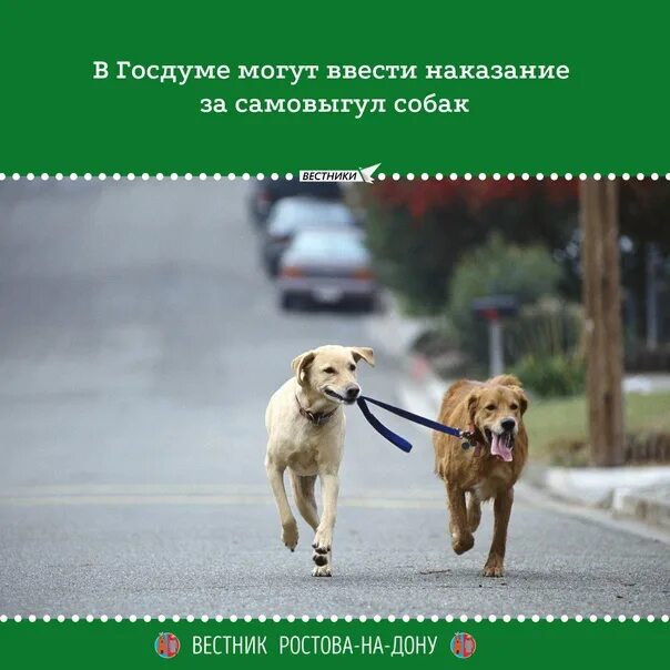 Убирать собака закон. Самовыгул собак. собака на самовыгуле. самовыгул собак закон. закон самовыгул собак 2025.