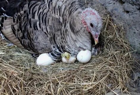 Күркетауық