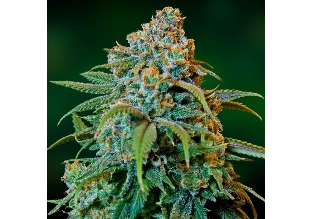 Вайолет перевод. Heavy haze логотип. Sour diesel. Haze игра. Haze игра.