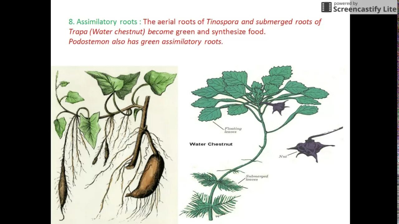 Корневая система фасоли. Корневая система калины обыкновенной. Root modifications. Корневая система хмеля. Нут корневая система схема.