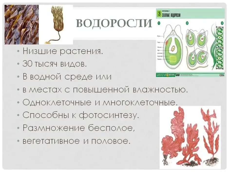 Группа растений водоросли примеры названия. Водоросли низшие растения многообразие водорослей. Многоклеточные водоросли 5 класс биология. Классификация многоклеточных водорослей. Царство зеленых водорослей.