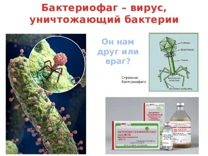 Многообразие и значение бактерий и вирусов