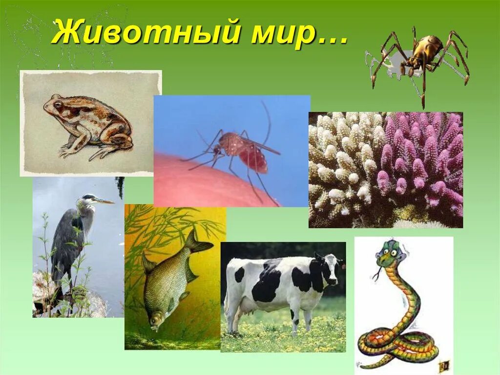 Мир животных презентация 5 класс. Биология животные. животные по биологии. животный мир биология. зоология картинки для презентации.