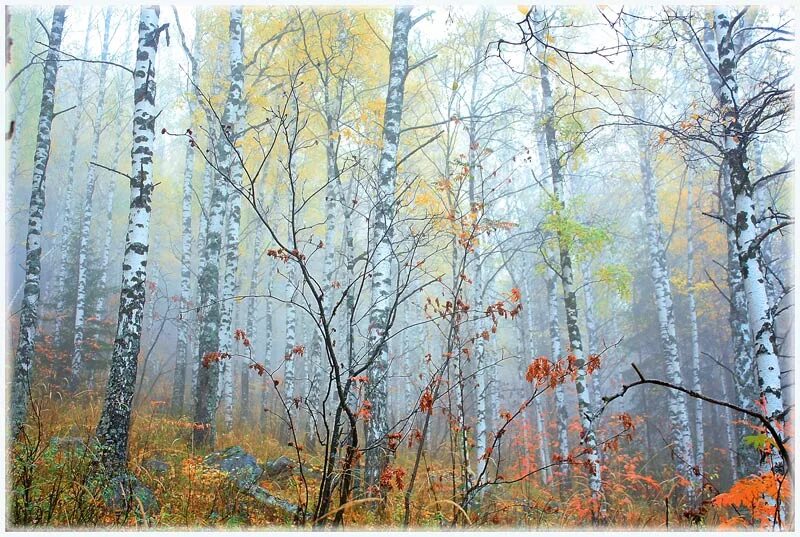 Лес поздней осенью. Поздняя осень. Ноябрь картины русских художников. Сказочный лес поздней осенью. Облетевшей березке