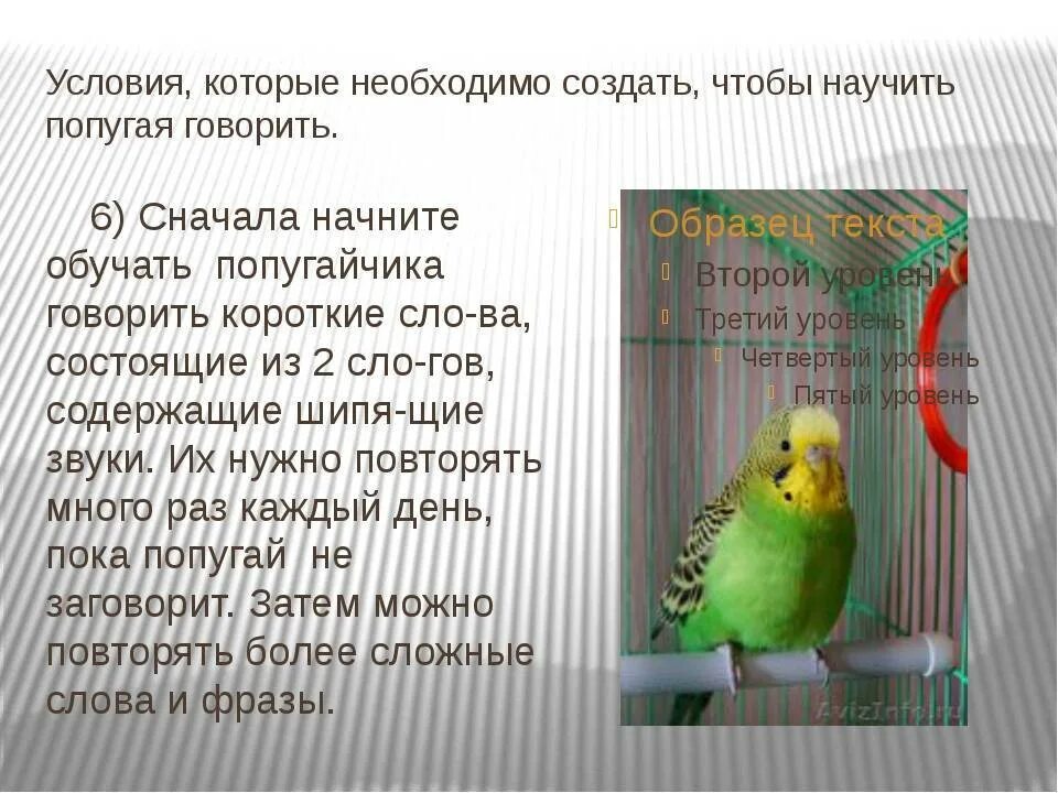 Волнистый попугай научить разговаривать. Как научить волнистого попугая разговаривать. Как научить попугая говорить. Каким словам научить попугая. Уроки попугая говорить