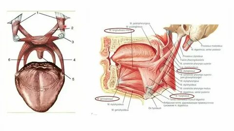 Жағажайдағы жалаңаш аққұбаның суреті