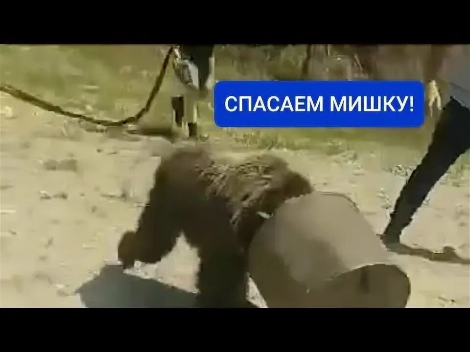 Ученый медведь. Спаси медведя. Спаси медведя. Медведь доброта. Спаси мишку.