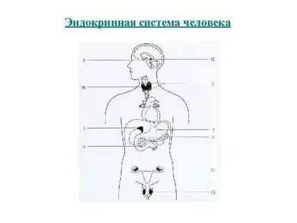 Эндокринная система человека анатомия