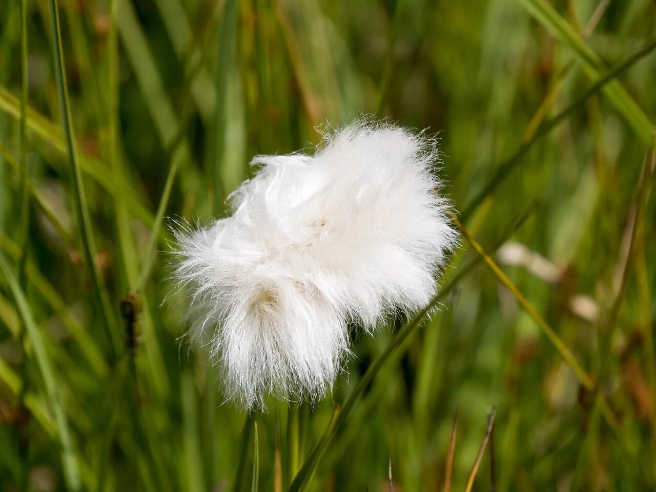 Растительная шерсть. Пушица. Пушица растение семена. Cottongrass. Хвощ пушица.