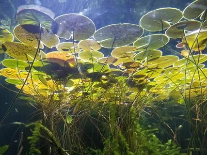 Виды растений в воде