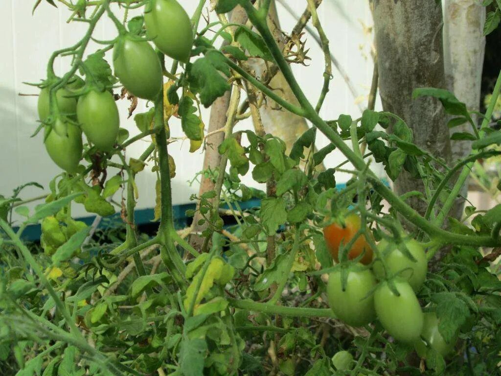 Увядание листьев томатов. Трахеомикозное увядание томатов. Фузариоз рассады томатов. Желтеют листья у помидор в теплице. Листья томатов закручиваются вверх.