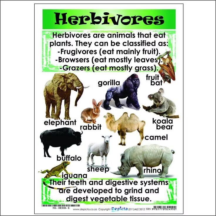 Carnivore перевод. Herbivore животные. Herbivores транскрипция. Herbivore перевод. Herbivore животные на английском травоядные.