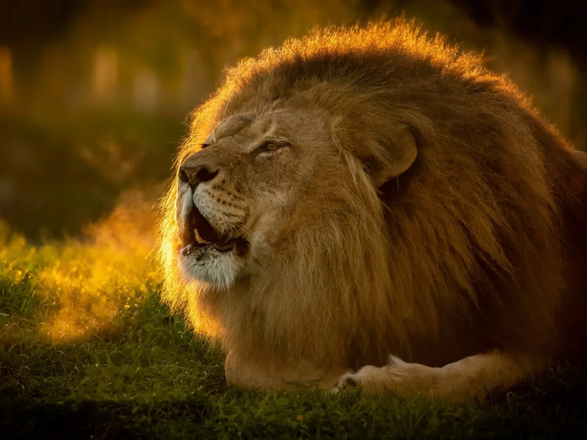 картинка лев с короной. робертс ч. речь царя животных льва. картинка лев с короной. король лев на троне.