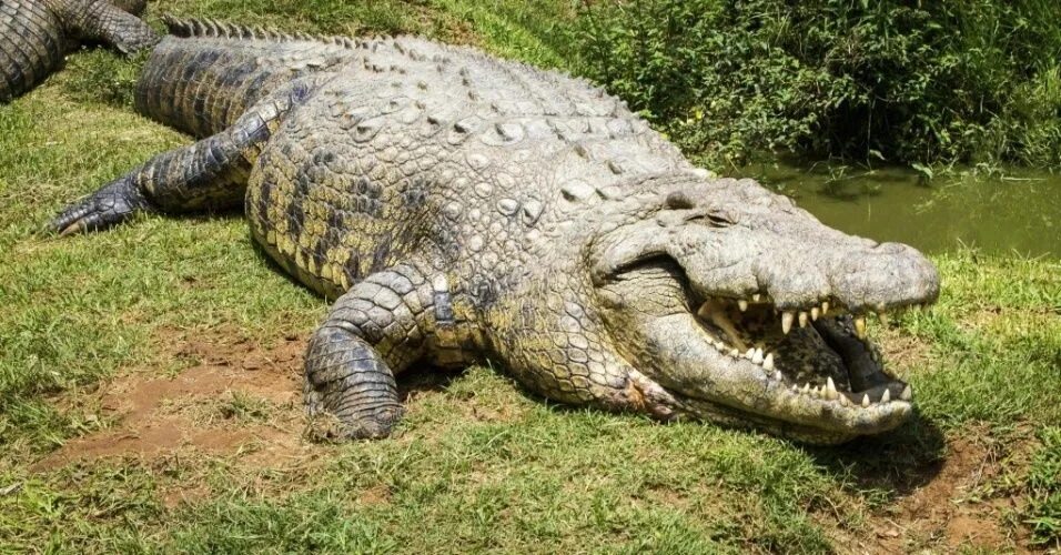 Крокодил живет в африке. Африканский гребнистый крокодил. Нильский крокодил. Африканский Нильский крокодил. Малагасийский Нильский крокодил.