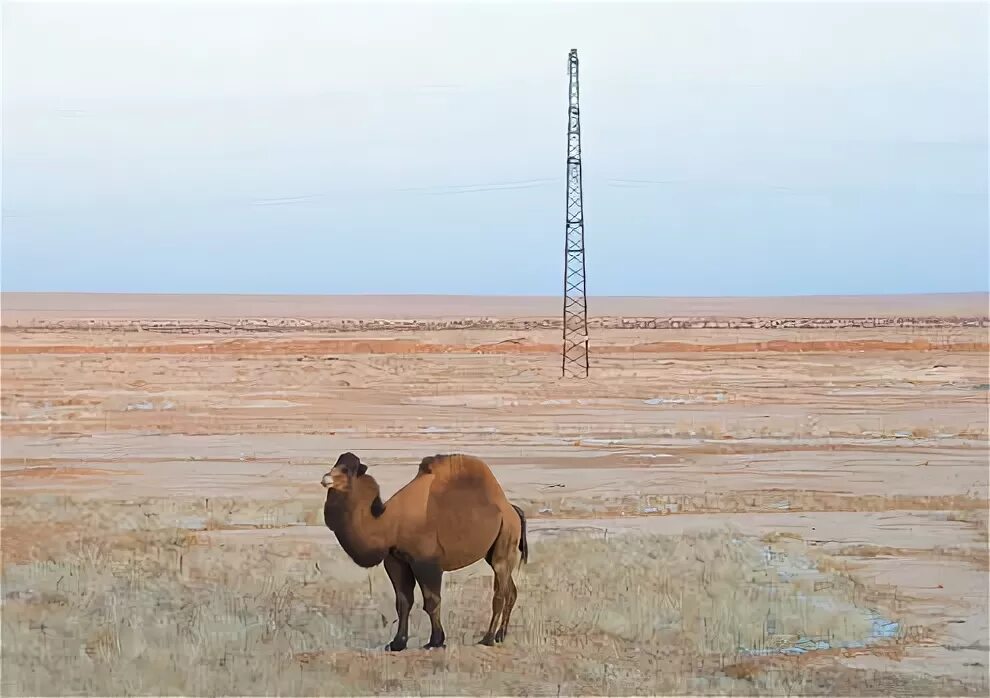 байконур верблюды