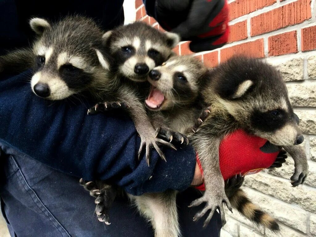 Как зовут детеныша енота. Щенки енота. детеныш енота. щенки енота фото. clever raccoon dog.