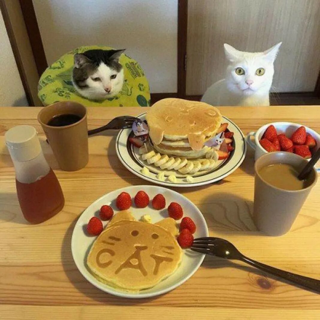 Хорошо пообедать. Завтрак с котиками. Котик с едой. Смешной завтрак. Кот завтракает.