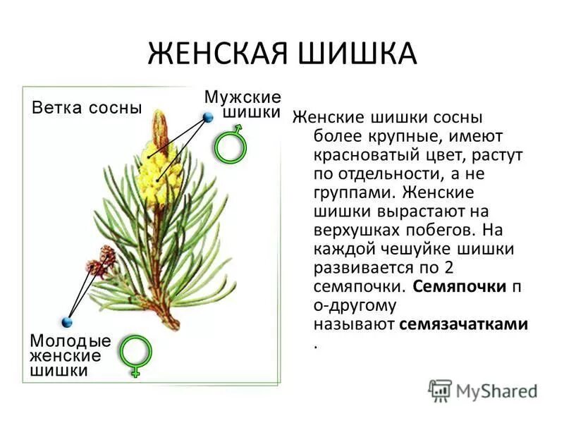 Склеивание женских шишек с помощью смолы. Склеивание женских шишек с помощью смолы