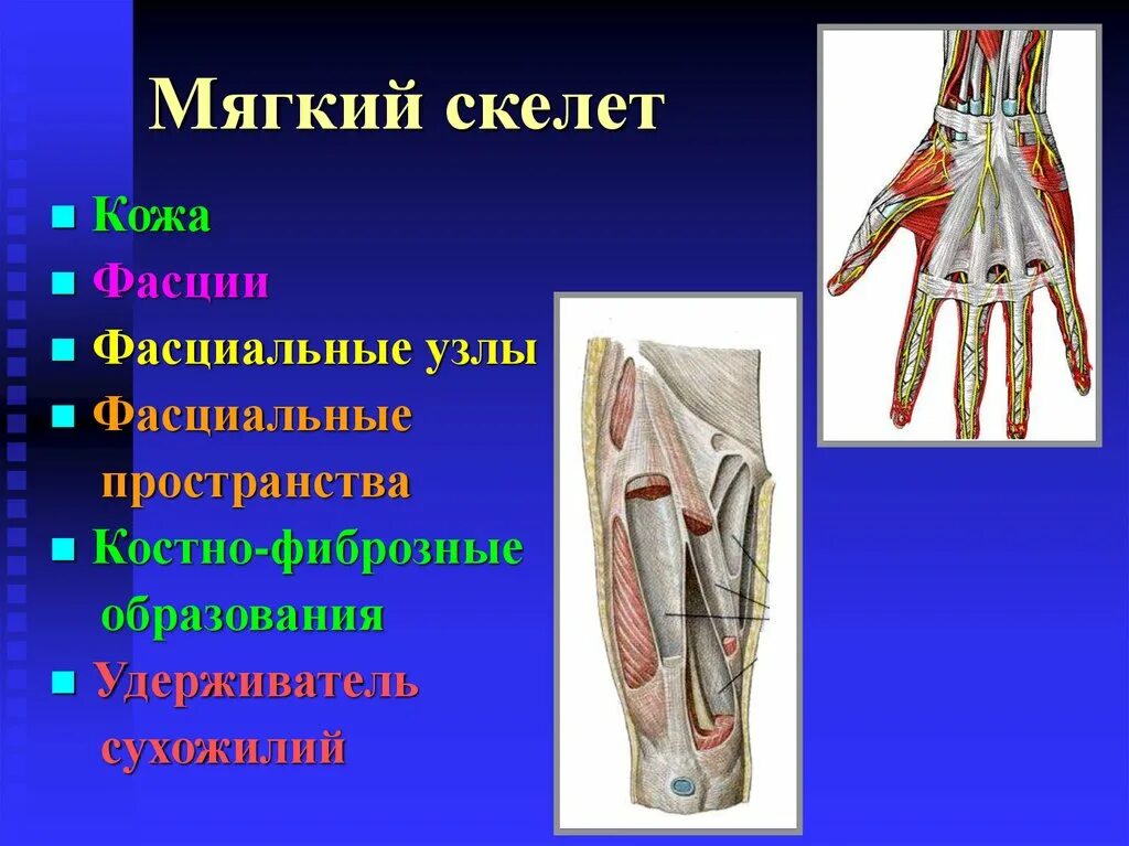 Твердый и мягкий скелет. Мягкий скелет образуют. Понятие о твердом и мягком скелете.