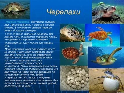 Сообщение об обитателях соленых вод