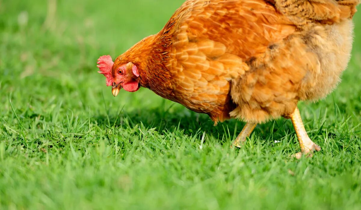 Chicken can be. Цветной бройлер Редбро. Редбро порода бройлеров. Красный бройлер Редбро. Несушка Редбро.