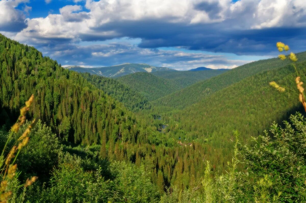 Алтай тайга. Тайга северного урала. Тайга восточной сибири флора. Сибирский лес сибирская тайга летом. Тайга хвойные леса сибири.