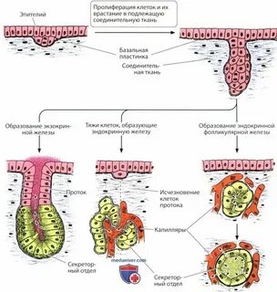 Пролиферация железистого эпителия nilm