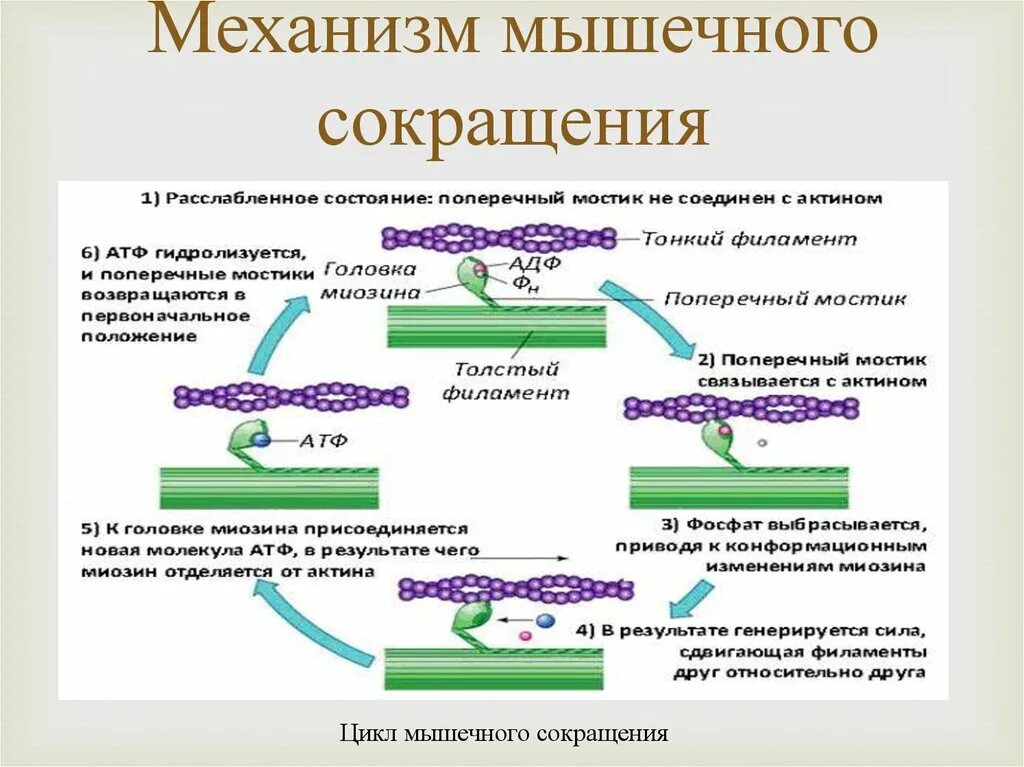 Нарушение мышечного сокращения. Механизм сокращения мышечного волокна схема. Механизм сокращения мышечного волокна физиология. Физиологический механизм мышечного сокращения.. Механизм мышечного сокращения схема.