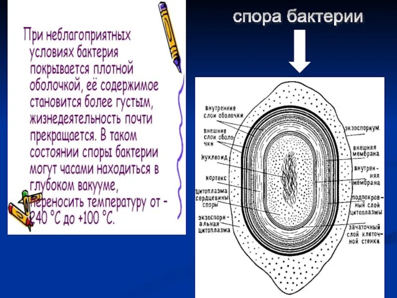 Оболочка споры бактерии