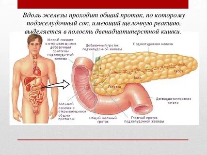 Ноет поджелудочная железа что делать