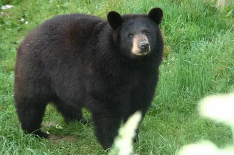 Just bear
