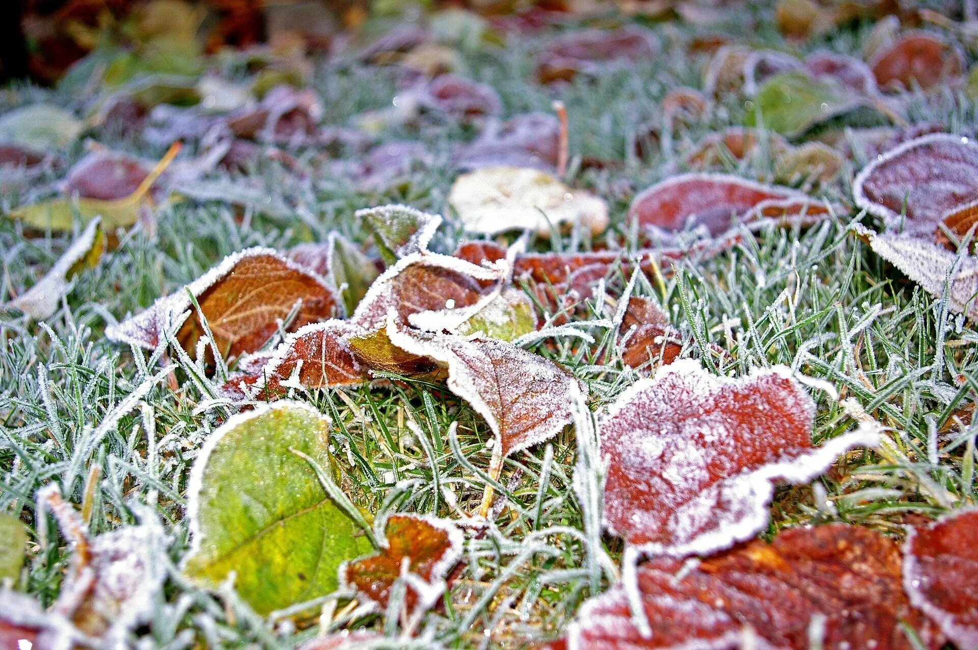 Осенние заморозки. Заморозки в саду. Ранние осенние заморозки. Осеннее похолодание.
